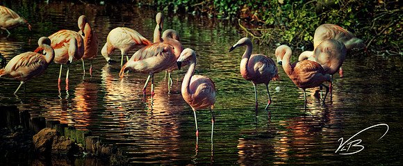 The Flamingos