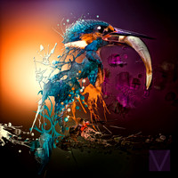 Kingfisher - Original Image by Richard Davy