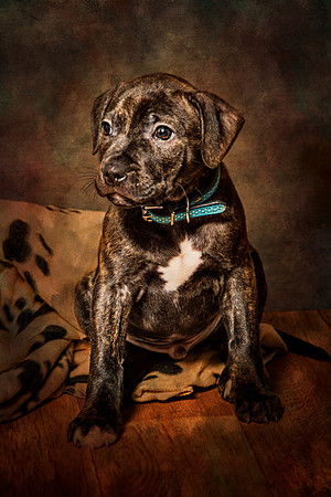 Pup