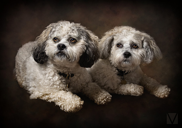 Dogs