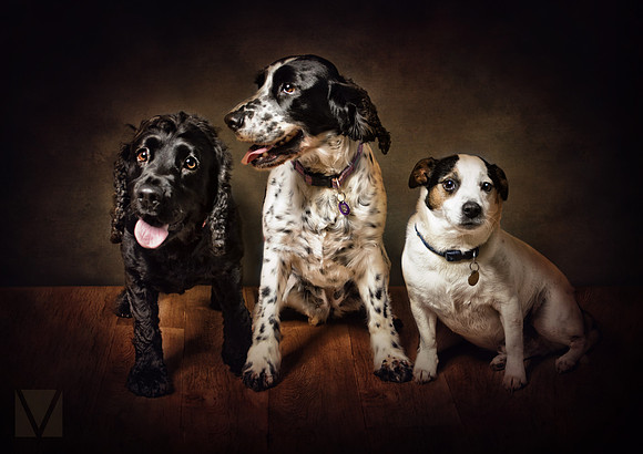 3 Dogs