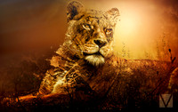 Mrs Lion