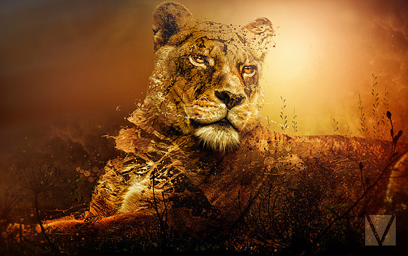 Mrs Lion