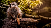 Meerkat