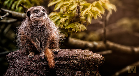 Meerkat