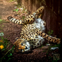 Cheetah