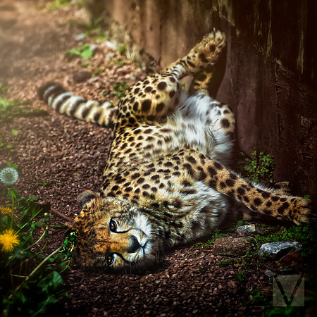 Cheetah