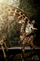 New Mum