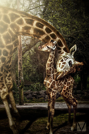New Mum