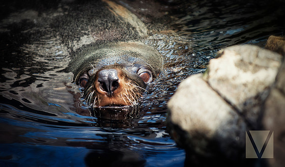 Seal 1
