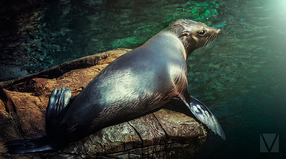 Seal 2
