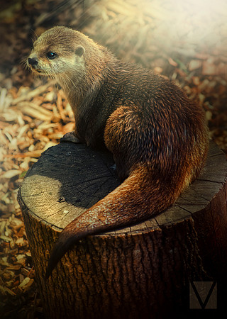 Otter