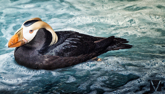 Puffin