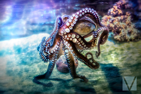 Octopus Dance