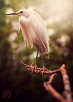 Pink Bird