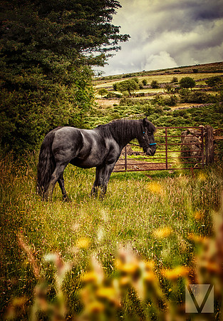 Horse 3