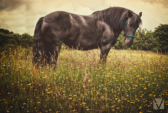 Horse 2